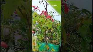 shorts  Mussaenda Plant Colorful flowers TerraceGarden etv [upl. by Dunton229]