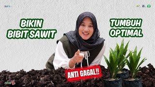 Anti Gagal Bikin Bibit Sawit Tumbuh Optimal [upl. by Ardnuahs]