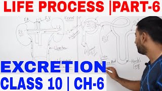 LIFE PROCESS EXCRETION PART 6 [upl. by Akimak]