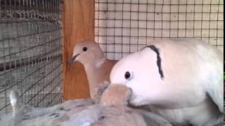 A hybrid male collared dove feeding the fledglings [upl. by Ayekram376]