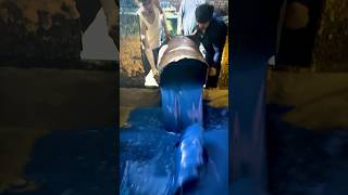 Most Satisfying Behind the Scene of Making Polyurethane Blue Foam Sheets [upl. by Eenaj]