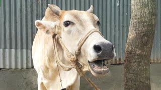 Village 6 Cow Mooing Cow Sound Cow Standing Near The House Cow Want Grass Food [upl. by Amuwkuhc]