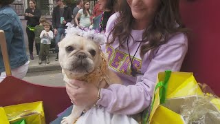 Mystic Krewe of Barkus announces Barbie theme [upl. by Jordison]