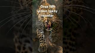 Orqa fon uchun rasmlarning udarlari Mike 070 tandem etadi [upl. by Sonitnatsnoc]