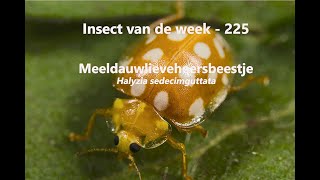 Insect van de Week 225 Meeldauwlieveheersbeestje [upl. by Georgeanne399]