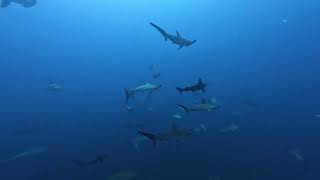 Diving alongside of hammerheads  Mikomoto Shizuoka Japan [upl. by Shirline]