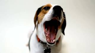 Beagle Nose Work A Beginners Guide to Training [upl. by Daisi578]