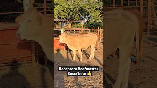 beefmaster brahman rancho vlog [upl. by Manuela]