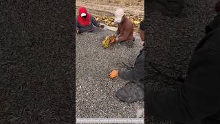 Dried sunflower seeds are threshed by tapping [upl. by Verdi]