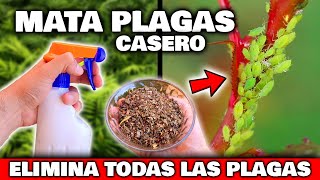 ELIMINA RÁPIDO el 100 de PLAGAS y BICHOS de tus PLANTAS y CASA  Insecticida CASERO Huerto y Jardín [upl. by Breban]