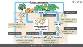 SPM How to remember nitrogen cycle  Nitrogen fixation nitrification denitrification [upl. by Ydnab]