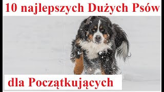 10 najlepszych Dużych Psów dla Początkujących [upl. by Frank566]