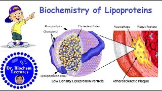 Lipoproteins Introduction Structure Classification and Functions [upl. by Chyou612]