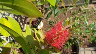 Callistemon laevis štětkovec [upl. by Sabah]