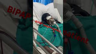 How to BIPAP support patient  during dialysis BIPAP support patient bipap ventilation dialysis [upl. by Barny]