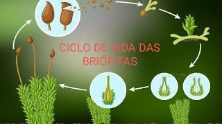 CICLO DE VIDA DAS BRIÓFITAS [upl. by Kati]