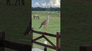 Red Legged Seriema seriema birds [upl. by Meehyrb232]