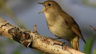 NIGHTINGALE SONG 4 hours REALTIME Beautiful Nightingale Singing BirdsongNature soundspart1 [upl. by Eibreh]