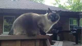 Oscar the Siamese Cat Meows and Talks [upl. by Ahsote285]