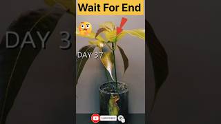 Growing Mango Tree from Seed😲😲timelapse plants mangoshorts [upl. by Hedberg]