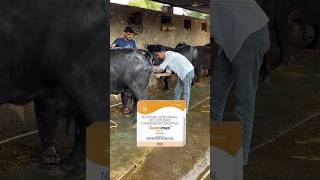 100Solution of buffalo heat cycle and repeat breedingdairybusiness buffalobusiness dairyfarmidea [upl. by Yruok700]