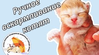 Вскармливание новорожденных котят [upl. by Noemi]