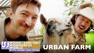 Shane and Ryan Become Urban Farmers • Weird Wonderful World [upl. by Tilford146]