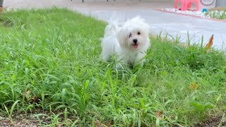 Maltipoo Puppy Compilation [upl. by Hoffarth270]