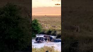 Lions Gang and Hippos vs Buffalo 💪🔥🐃🔥 wildlife shortvideo shortvideo viralvideo [upl. by Pedroza31]