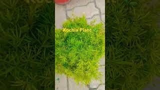 Bassia Scoparia plant 🌿 kochia garden flowerbeauty nature [upl. by Scheers]