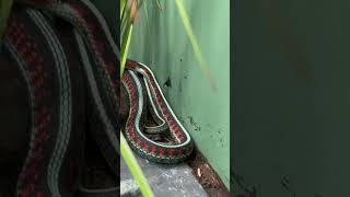 Red Sided Garter Snake shots snake [upl. by Belle]