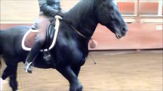 Black lipizzaner stallion Siglavy Capriola  training [upl. by Ortrud]