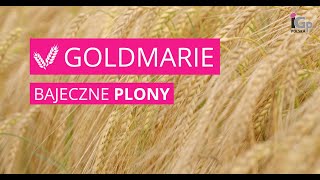 🌱 Jęczmień ozimy GOLDMARIE [upl. by Rowen]