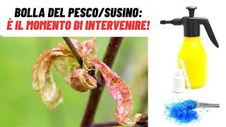 È il momento giusto per COMBATTERE la BOLLA DEL SUSINO  WampA Gardens orto e giardino [upl. by Fisoi593]