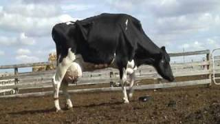 Emaciated laming cow with mastitis and teat cut off at auction [upl. by Py621]