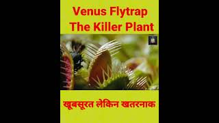 quotVenus Flytrap The Incredible InsectEating Plantquot [upl. by Zsazsa]