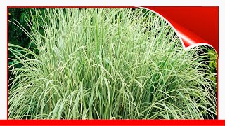 8 Best Ornamental Grasses To Add Privacy To The Garden 🛋️ [upl. by Akerdnuhs]