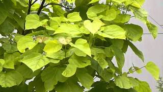 Catalpa bignonioides Aurea [upl. by Alaekim]