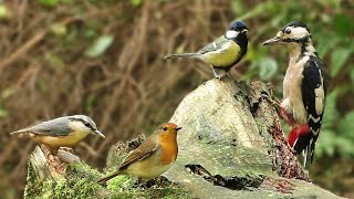 Bird Sounds Spectacular  8 HOURS of Beautiful British Birds [upl. by Anahcar]