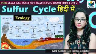 Sulfur Cycle In Hindi  Biogeochemical Cycle  Ecology [upl. by Haslett455]