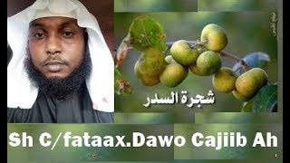 Isku Dawee SALAMAKI Geedka Gobka Xanuunada Caloosha Ka Bogso Sh Cabdifataax Abu Sacdudiin [upl. by Ocir546]