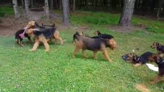 Airedale Terrier Puppies for Sale Video  S amp S Family Airedales  Happy Airedale Puppy [upl. by Aser576]