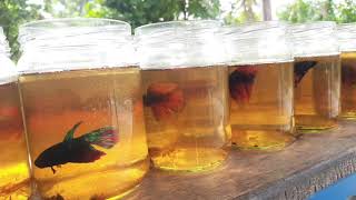 Betta Fish Bottle  Srilankan 🇱🇰 bettafish worldoffish769 [upl. by Maurer]