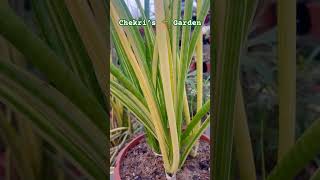 Sulcata Hyb Variegata from My Sansevieria Collection 🌵 [upl. by Vala990]