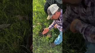 Prairie Shrimp cattle ranching [upl. by Anetsirhc]