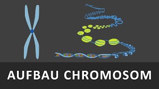 Aufbau Chromosomen  Chromatin  Spiralisierung der DNA einfach erklärt  Verpackung der DNA [upl. by Bluh]