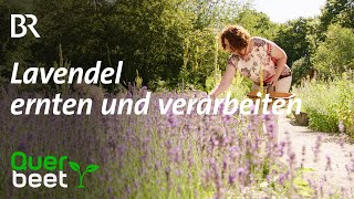 Lavendel Schneiden ernten verarbeiten [upl. by Bayless312]