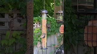 Beautiful Songbirds Feeding at the Feeder 🐦 birds catwatchingtv birdenthusiast [upl. by Marcie]