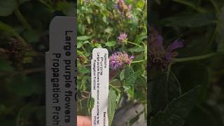 Agastache HumingbirdMint Perennial HerbTea PurpleFlowers BeeLove Rauthơm uốngtrà [upl. by Audris]