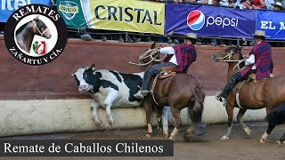 Remate Caballos Raza Chilena 14 Marzo 2024 [upl. by Odlawso853]